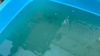 金魚飼育2022 玉サバの稚魚の成長過程