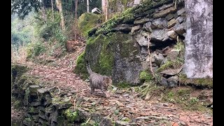 听见我的呼唤 猫三儿从后山喵喵叫着跑回来 像极了猛虎下山