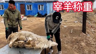 内蒙羊贩子外地来朋友宰只羊，看看125斤公羊，白条能出多少斤