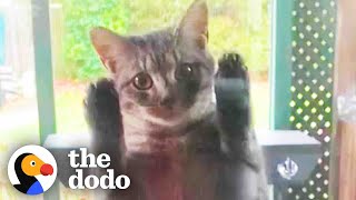 Pregnant Stray Cat Scales Family's Screen Door Looking For Food | The Dodo