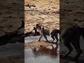 A Lioness Carrying Her Little Cub Across The Sand River (SAFARI)