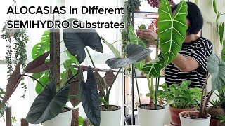 Different SEMIHYDRO SUBSTRATES for Alocasias | Upsize and Repot my Alocasias with me 🌿🌿