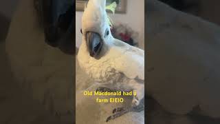 Piti our cockatoo loves singing her favorite songs! #pet #cockato #parrots