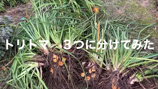 まるおの母　まるこの宿根草と低木の庭　2020 10 11 また雨が降った庭。雨上がりは、土が柔らかい❣️ヒガンバナまた掘ってみた。トリトマ　ローペリも掘ってみた。トリトマは、巨大化してた💧