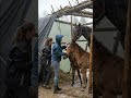 horses with babies in the rain