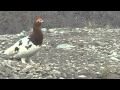 Ptarmigan Call