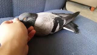 Cute Pigeon Bird Cuddle