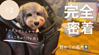 【シュナウザーの子犬】初めての花火Vlog #2