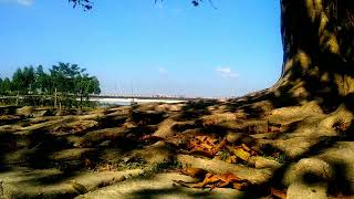 প্রাকৃতিক  সৌন্দর্য ।। সুবহানাল্লাহ। #nature #travel #kurigram #viralvideo