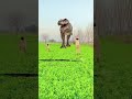 Dinosaur Magic Funny Video Edit #short #magic #viral #comedy