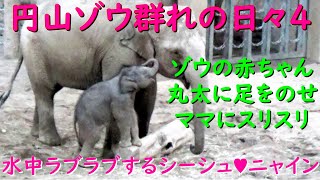 タオ🐘赤ちゃんゾウ　丸太に足かけママにスリスリ✨シーシュとニャインが水中で交尾?! 【 円山タオちゃん物語５】