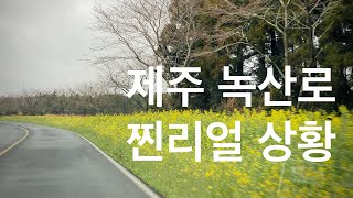 [제주도 날씨] 서귀포 날씨. 녹산로 유채꽃길 벚꽃/가시리/풍력발전단지 리얼상황. 제주도 벚꽃 여행 옷차림 정보 - 2022.03.18-19 기준