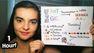 ASMR Teaching You Genetics! | Punnett Squares, Pedigrees, Meiosis, Transcription, Translation