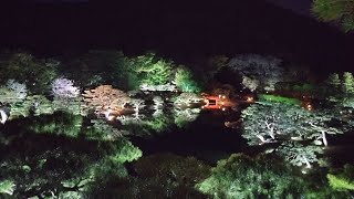 栗林公園春のライトアップ　夜間の入園者数は過去3番目の多さ