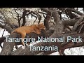 Tarangire National Park - Amazing place to visit in Tanzania