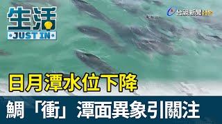 日月潭水位下降  台灣鯛「衝」潭面異象引關注【生活資訊】