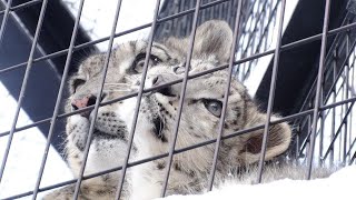 ユキヒョウ赤ちゃんジーマっ子と雪のユキヒョウたち2019.12月Snow Leopard Cub