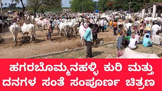 ಹಗರಬೊಮ್ಮನಹಳ್ಳಿ ಕುರಿ ಮತ್ತು ದನಗಳ ಸಂತೆ | HAGARI BOMMANAHALLI SHEEP AND CATTLE MARKET |