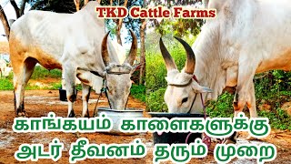 காங்கயம் காளைகளுக்கு||அடர் தீவனம் தரும் முறை||TKDcattleFarmsPerundurai