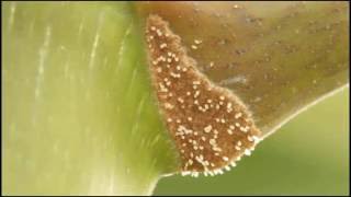 Fast-growing food bodies on a Cecropia tree