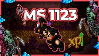 MS 1123 Hunt Solo Brain Grounds 8.9kk/h Raw + 1kk Profit - Tibia Hunt [13.10] #tibia #tibiahunt