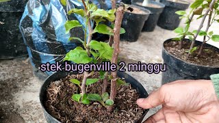 cara stek bougenville agar cepat tumbuh - update stek bugenville 14 hari