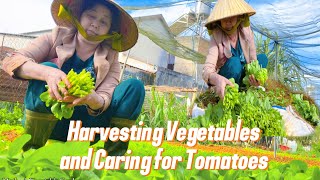 Harvesting Vegetables and Caring for Tomatoes | Mother’s Vegetable Garden