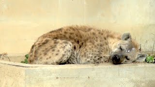 ブチハイエナ　睡魔と闘う　大宮公園小動物園