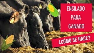 CÓMO HACER ENSILADO PARA GANADO / HACIENDO SILO DE MAIZ PARA GANADO