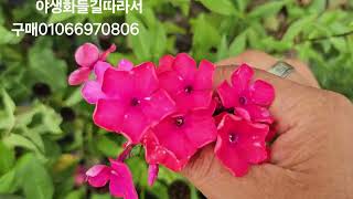 야생화들길따라서 01066970806#겹동백흰색.공작동백. 분홍애기동백.바이텍스흰색.부용화클리핑로즈대품.청진주.루에리아. 하늘바라기.에키네시아겹.큰꿩에비름 .아메리카블루.