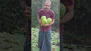 ലാസ്റ്റ് മൂന്നെണ്ണം കൂടി limekerala #farming