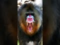 Mandrill | The Biggest Monkey In The World