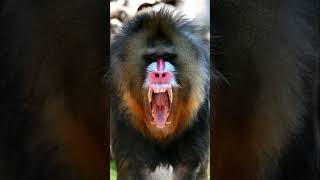 Mandrill | The Biggest Monkey In The World