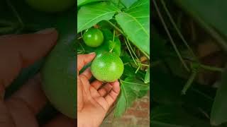 বিদেশি ফল Passion Fruit আমার বাগানে | বিদেশি ফলের গাছ #shorts