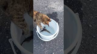 釣った魚泥棒！？港猫が狙うのはコチorカワハギ？