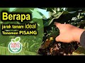 Jarak tanam ideal untuk tanaman pisang supaya berbuah bagus || Tutorial berkebun pisang lengkap