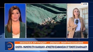 Κλοπή - μαμούθ στη Χαλκιδική: Άγνωστοι εξαφάνισαν 37 τόνους ελαιόλαδου | OPEN TV