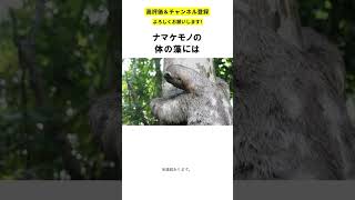 【動物雑学】ナマケモノは動かなさ過ぎて体に○○〇が生える。　#shorts #動物 #雑学 #動物雑学 #豆知識