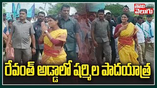 రేవంత్ అడ్డాలో షర్మిల పాదయాత్ర | YS Sharmila Padayatra In Kodangal | Tolivelugu TV