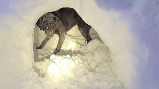 Winter-loving dog helps girls dig a snow fort