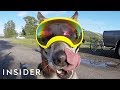 Goggles Made For Dogs On An Outdoor Adventure