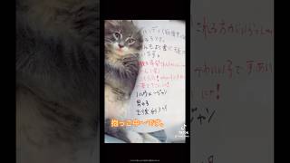 ハンディ【脳障害の疑いがある】子猫ちゃんです、里親を希望される方がいらっしゃいません（涙）#里親募集中#子猫　#里親募集中子猫アゴはネコ