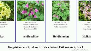 Koppisiemeniset, lahko Ericales, heimo Esikkokasvit, osa 1 dionysia angiosperms johnsonii revoluta