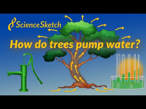 What is the process of water moving through plants and trees called?
