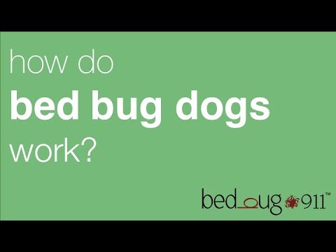 Bed Bug Dog Inspection | BedBug911 - YouTube