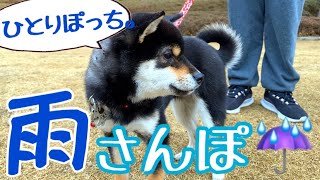 豆柴(柴犬)子犬 / 雨のお散歩はひとりぽっち？救世主登場！ Shiba Inu dogs puppy walks alone on a rainy day