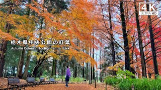 栃木県中央公園の紅葉 2022（栃木県宇都宮市）