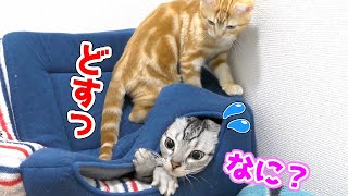 寝ようとしてたら子猫の急に乗られてびっくりしちゃう兄猫の様子がこちらです...ｗ