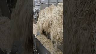 A process for mass producing bean sprouts. Japan's largest vegetable factory.