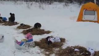 Iditarod 2009: Eagle Island